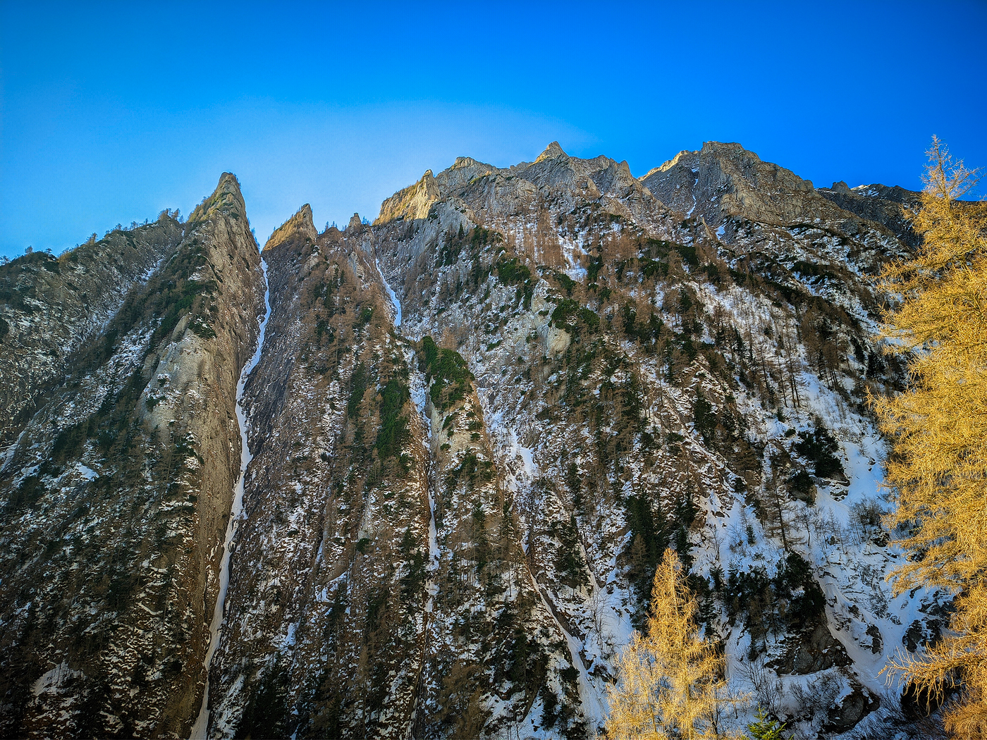 albisoara strungii iarna