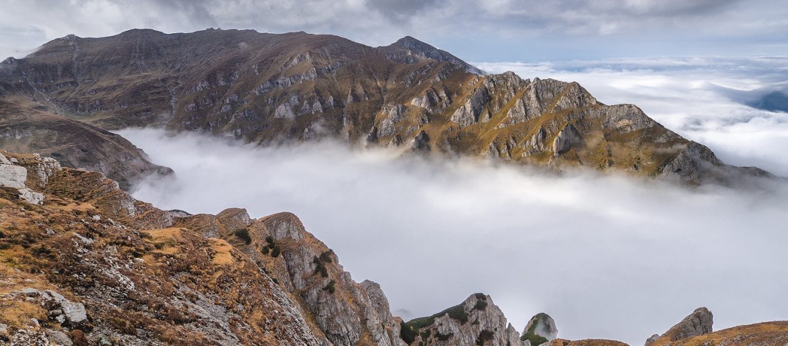 braul de sus al costilei brauri costila